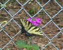 Monarch Blossom