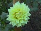 Dahlia