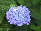 Hydrangea