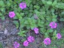 Verbena